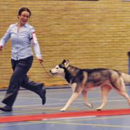 Siberian husky Mesmocan Kida of Kiowa (Kida)