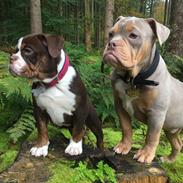 Olde english bulldogge Panda