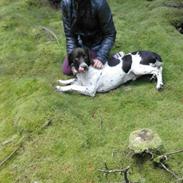 Gammel dansk hønsehund trold