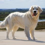 Golden retriever Peka's Chelsea