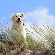 Golden retriever Peka's Chelsea
