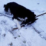 Siberian husky Boss