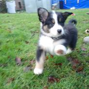 Australian shepherd Sexy Hulda av New Thinking 