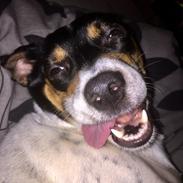 Blanding af racer Dina The Diva