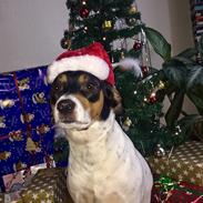 Blanding af racer Dina The Diva