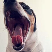 Blanding af racer Dina The Diva