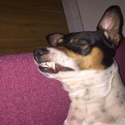 Blanding af racer Dina The Diva