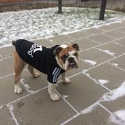 Engelsk bulldog Arnold