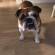 Engelsk bulldog Arnold