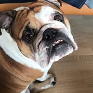 Engelsk bulldog Arnold