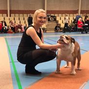 Engelsk bulldog Arnold
