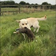 Labrador retriever Noah