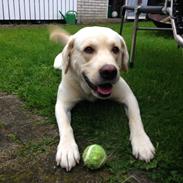 Labrador retriever Noah