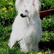 Chinese crested powder puff Divaen på bryggen