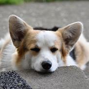Welsh corgi pembroke Dina