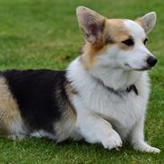 Welsh corgi pembroke Dina