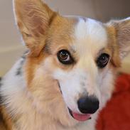 Welsh corgi pembroke Dina