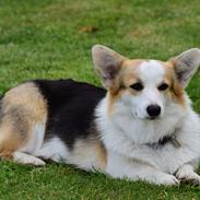 Welsh corgi pembroke Dina