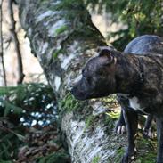 Staffordshire bull terrier Tia
