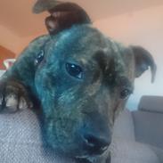 Staffordshire bull terrier Tia