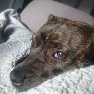 Staffordshire bull terrier Tia