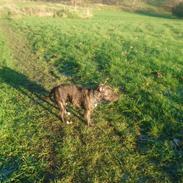 Staffordshire bull terrier Tia