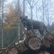 Staffordshire bull terrier Tia