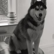 Siberian husky Mesmocan Lightning Ridge (Iza)