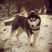Siberian husky Mesmocan Lightning Ridge (Iza)