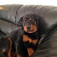 Rottweiler aslan 