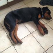 Rottweiler aslan 