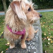 Blanding af racer Mathilde