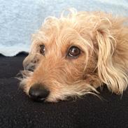 Blanding af racer Mathilde