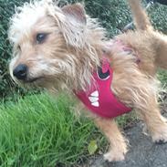 Blanding af racer Mathilde