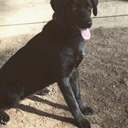 Blanding af racer Lady