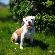 Olde english bulldogge John (RIP)