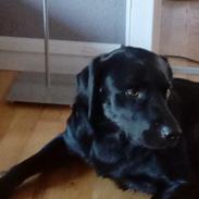 Labrador retriever Rollo