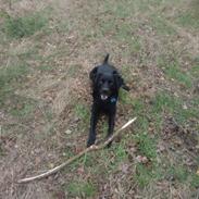 Labrador retriever Rollo