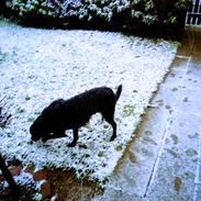 Labrador retriever Rollo