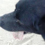 Labrador retriever Rollo