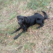 Labrador retriever Rollo