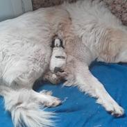 Pyreneerhund My