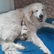 Pyreneerhund My