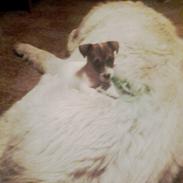 Pyreneerhund My