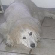 Pyreneerhund My