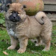 Eurasier Gabbi