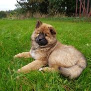 Eurasier Gabbi