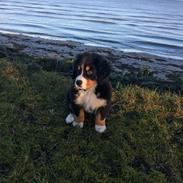 Berner sennenhund Kingo
