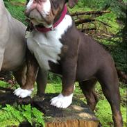 Olde english bulldogge Panda