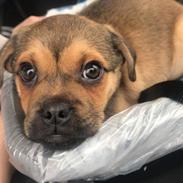 Blanding af racer Bulf